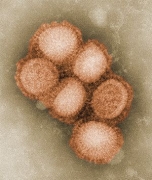 Эпидемия гриппа A/H1N1 Эпидемия гриппа A/H1N1